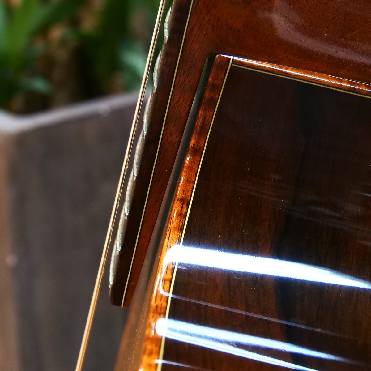 ドルフィンギターズ tweet media