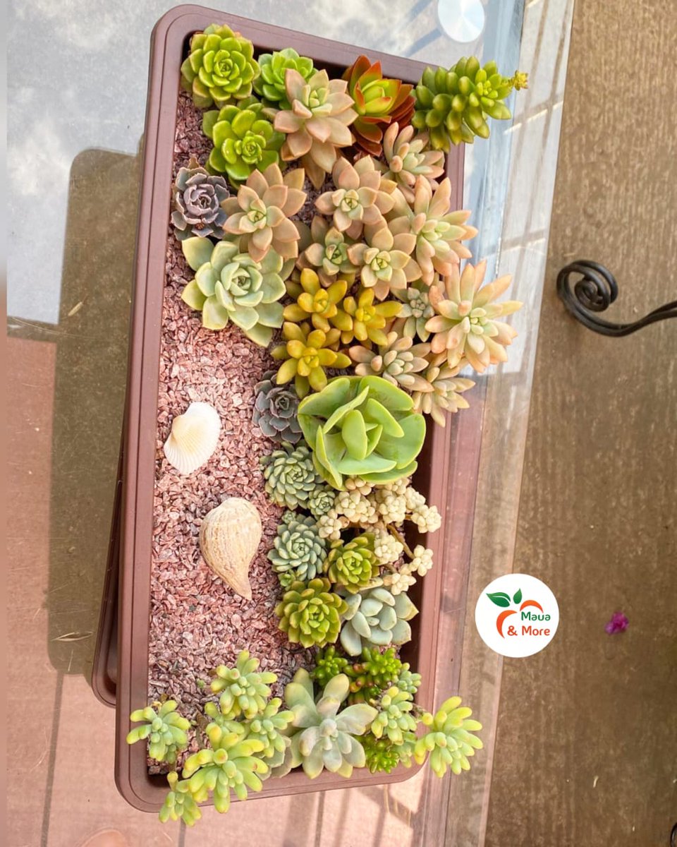 Maua & More tweet media