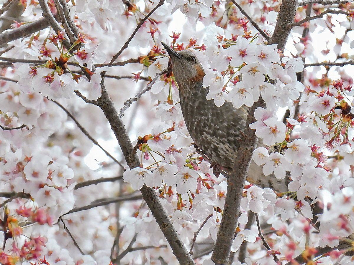 🐗 괴인 뿔엄니 tweet media