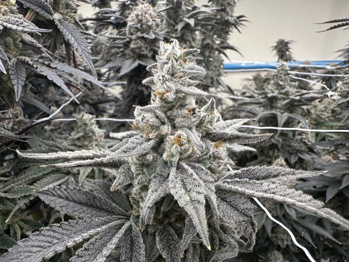 SAKURA🇯🇵🇹🇭SAMURAI WEED tweet media