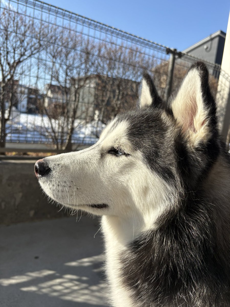 ちなみにgalでやったらコレ