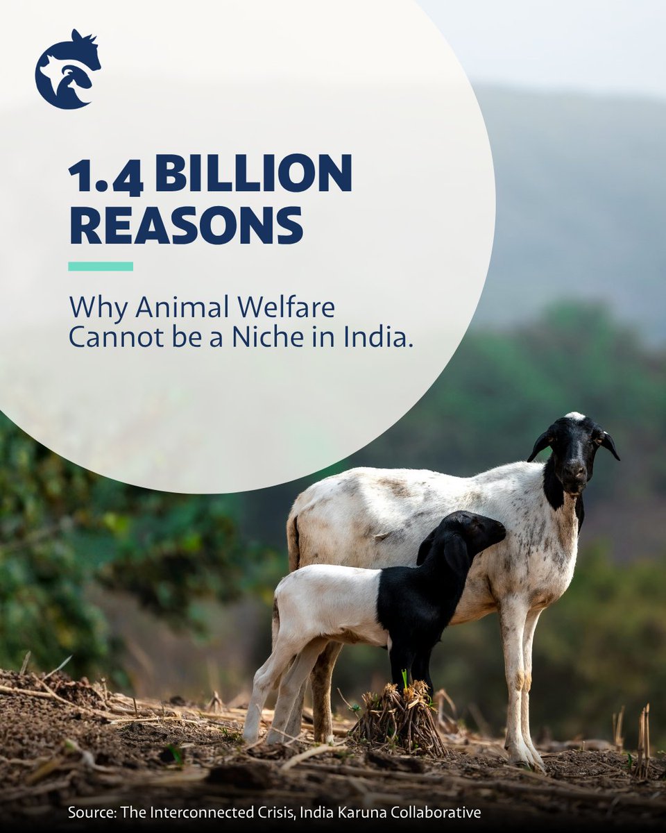 India Animal Fund tweet media