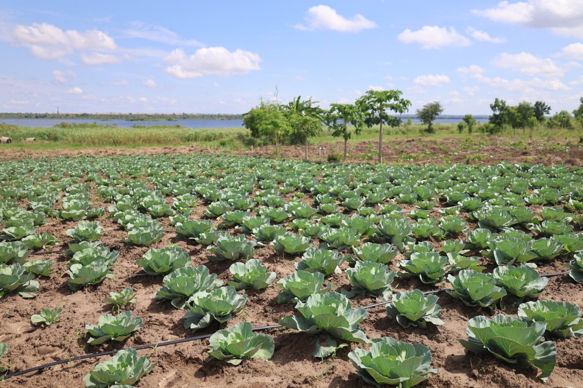 SinopecNews's tweet photo. The Uganda Project of Sinopec together with an agricultural expert team from the third phase of the FAO-China South-South Cooperation Project in Uganda, held a farmer training event. Local farmers received high-quality, compliant vegetable seeds.#AfricanEnvironmentalProtectionDay https://t.co/ZdN8ZAHWFW