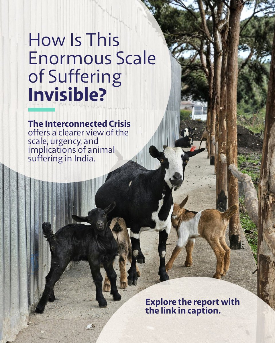 India Animal Fund tweet media
