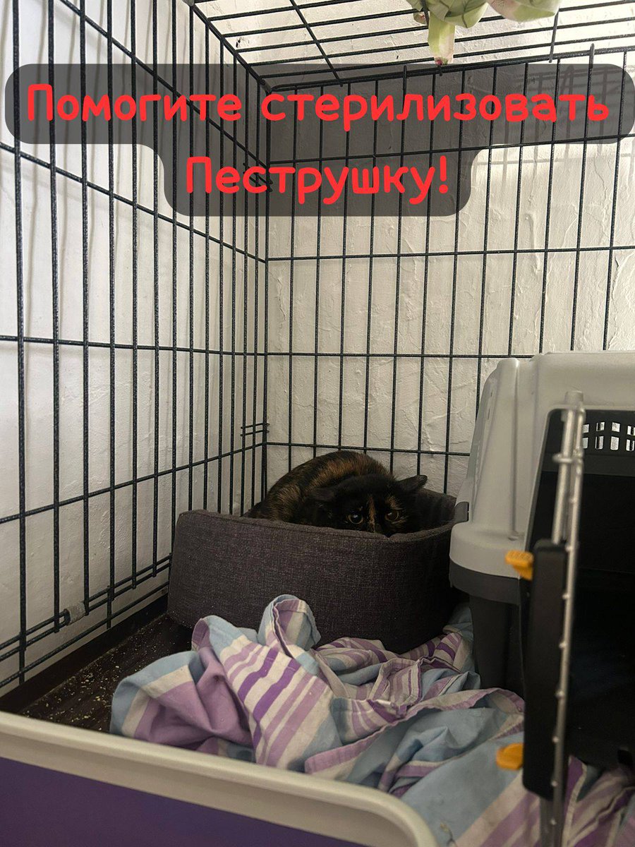 Кошачье Царство 🐈‍⬛🐈‍⬛🐈‍⬛🐈‍⬛🐈‍⬛ tweet media