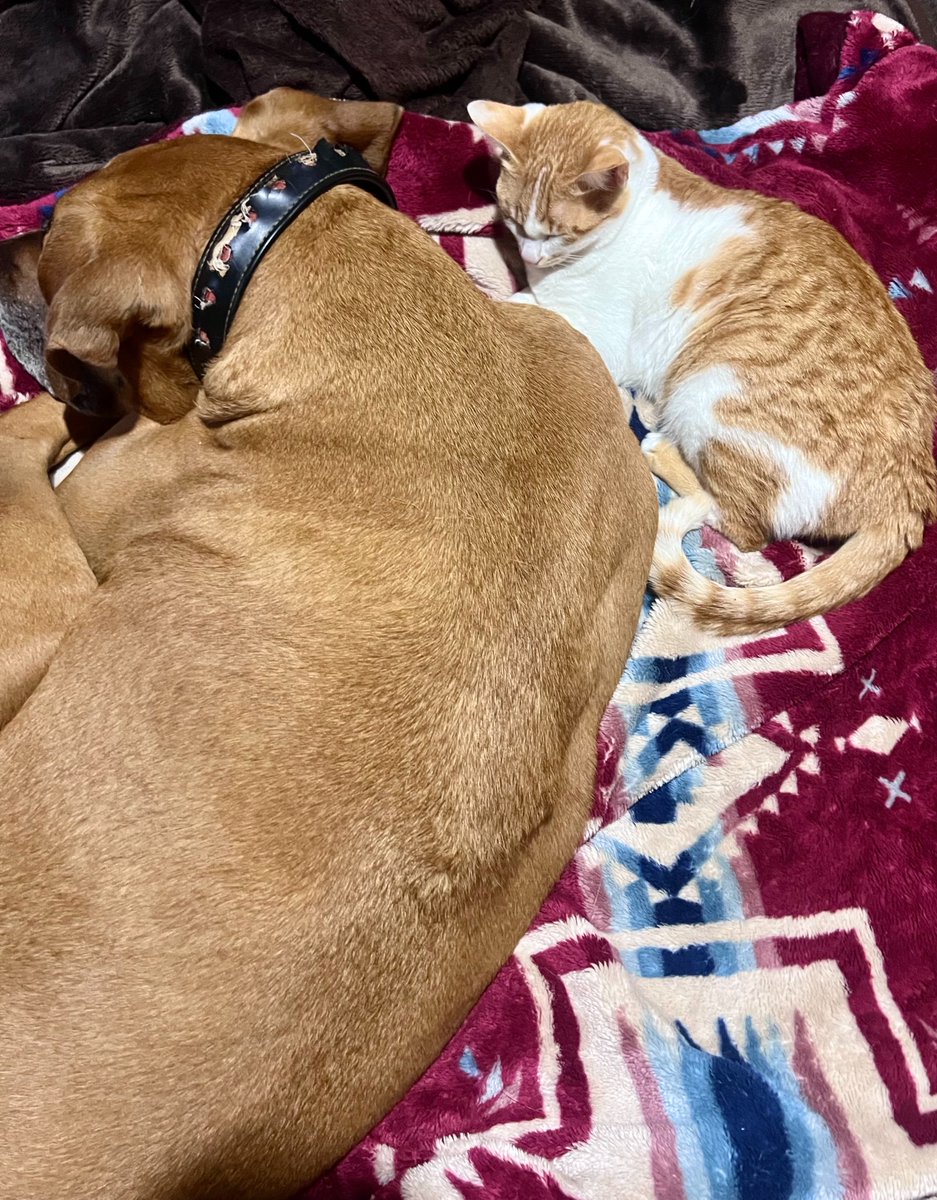 ジョーは犬&猫と共に古民家で暮らしている tweet media