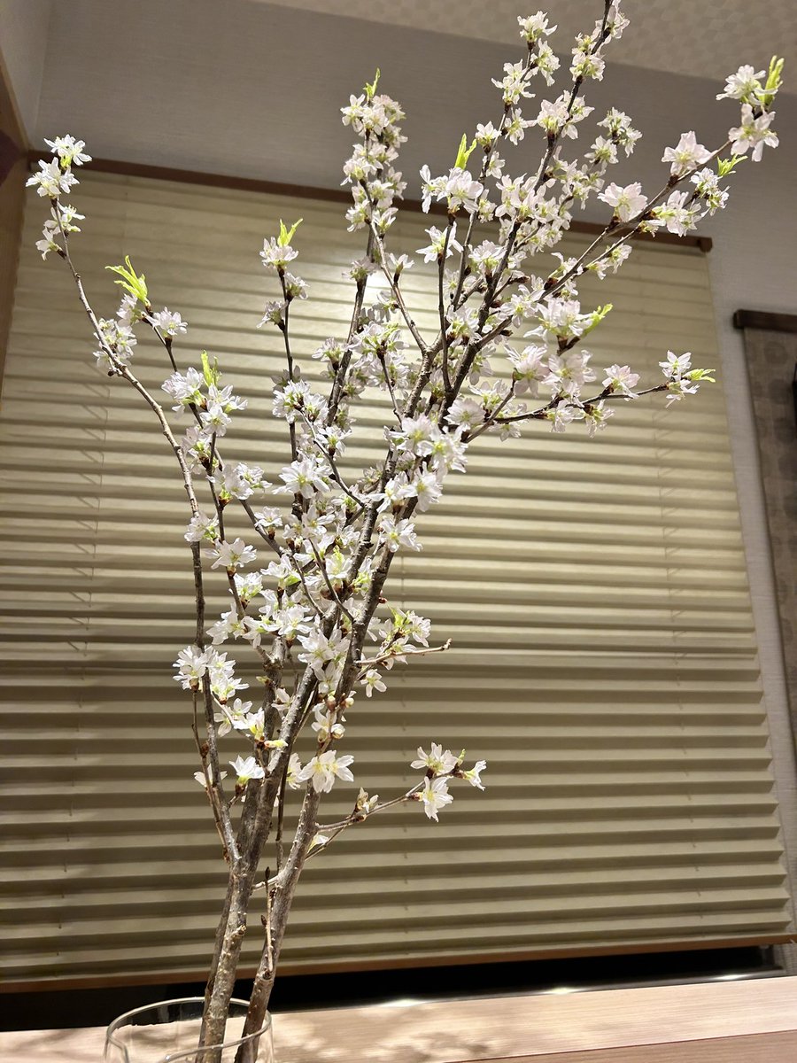 吉田純人 tweet media