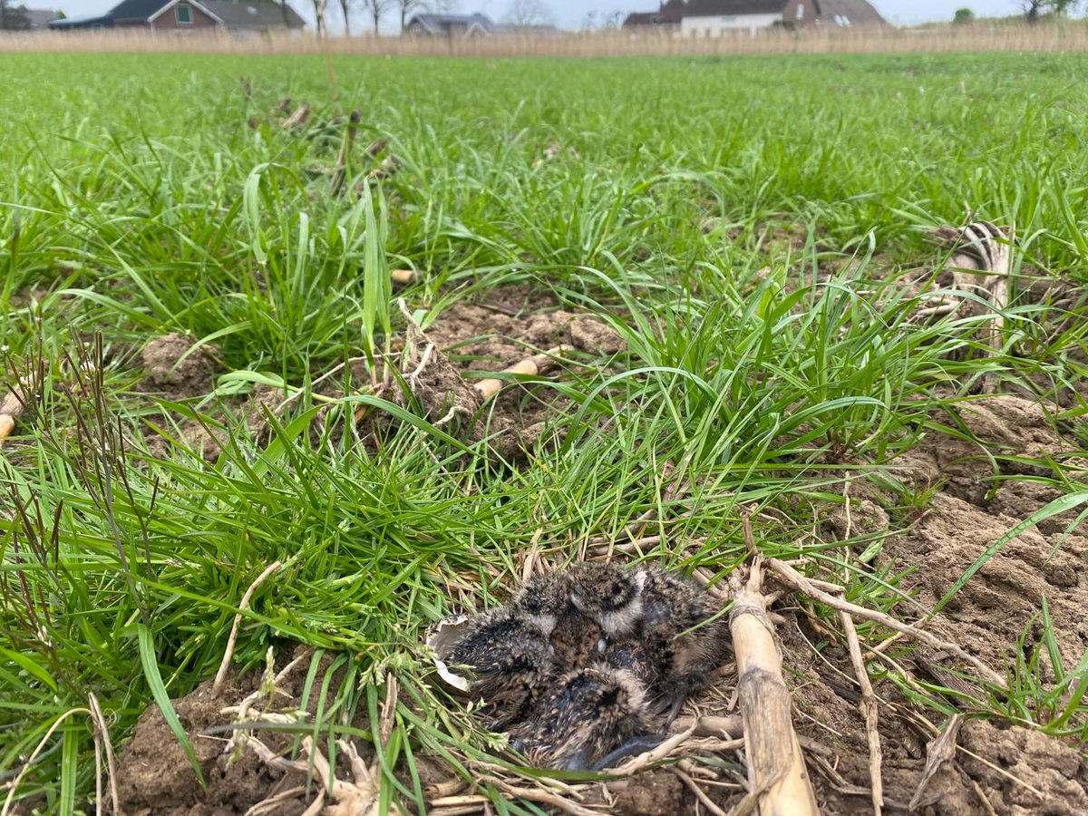 RustpuntDelagelinde tweet media