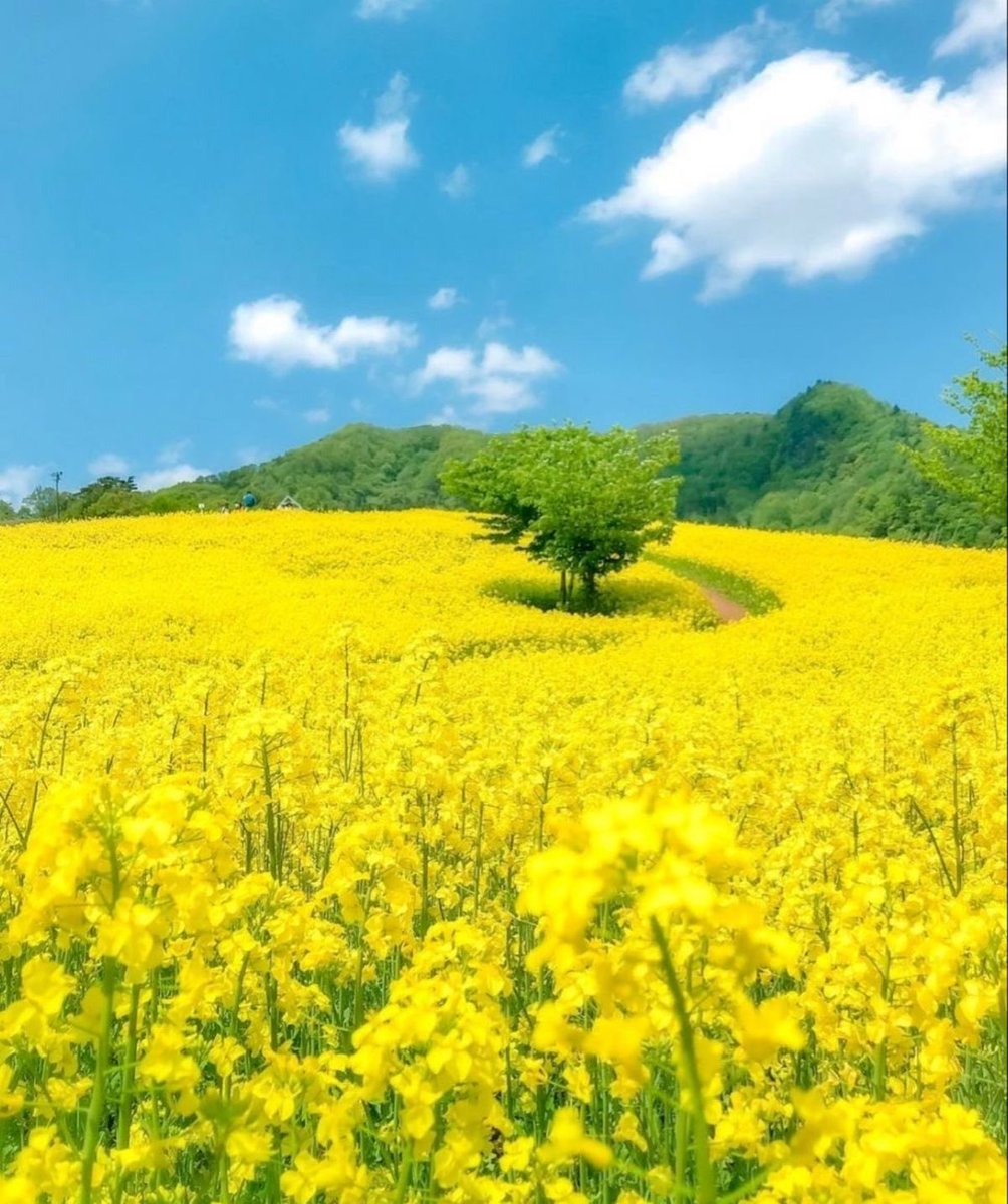 Ata Pasha tweet media