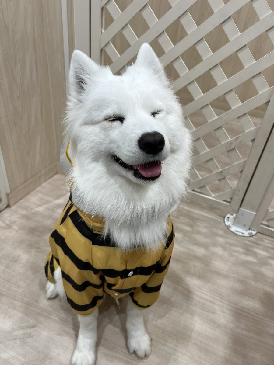Samoyed サモエド　ウールコート Samoyed Cafe AL Machida (2026) - KNOW Before You Go (with Reviews)