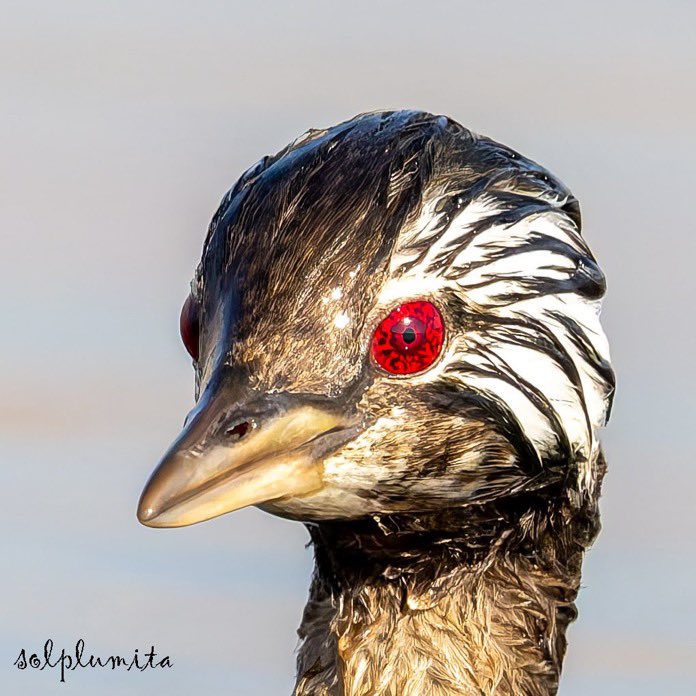 NAATSUU | NARUTO | BORUTO tweet media