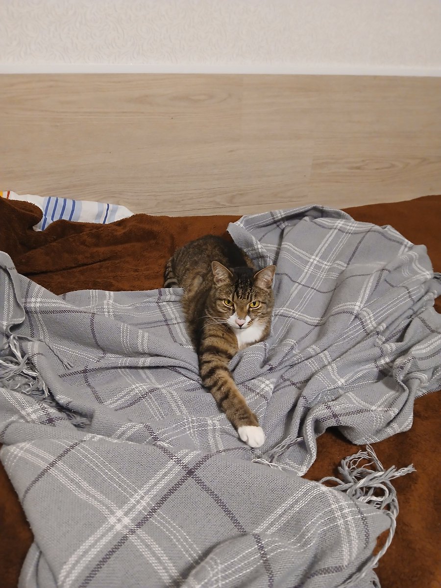 Бессловесный манкурт tweet media