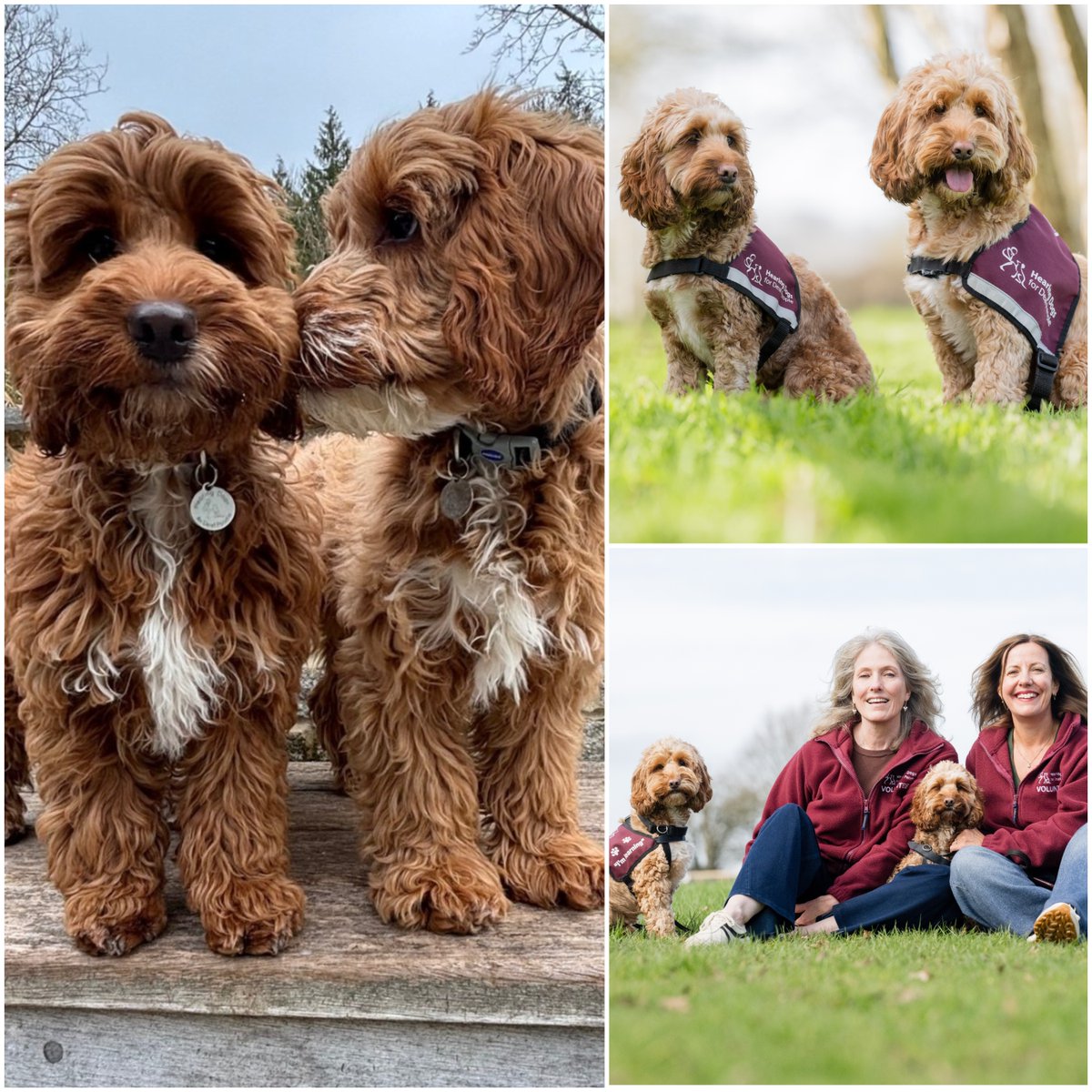 Hearing Dogs for Deaf People tweet media