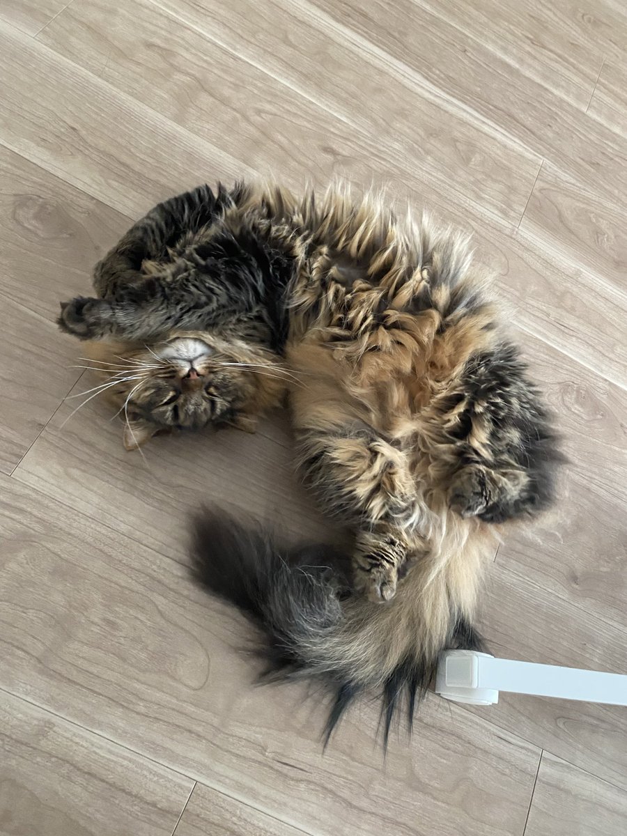 しゅうまいもどき tweet media