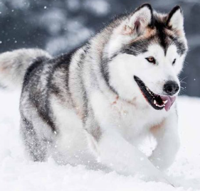 USConnect tweet media