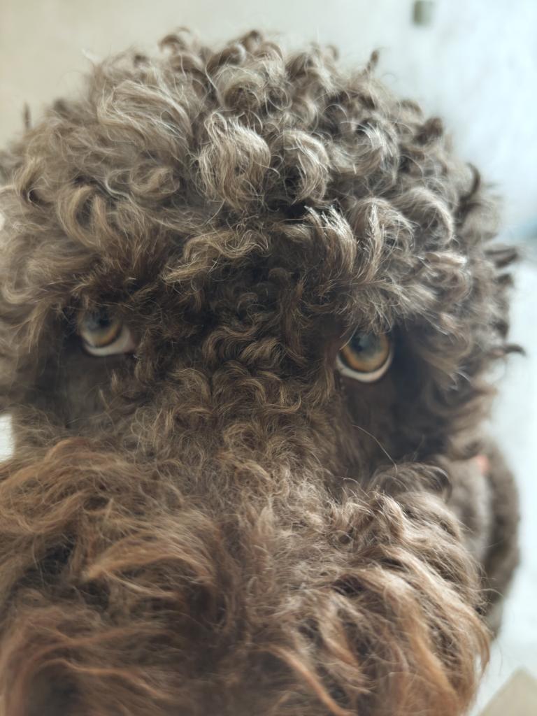 Fernando tweet media