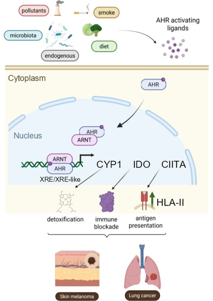 Journal of Experimental & Clinical Cancer Research tweet media