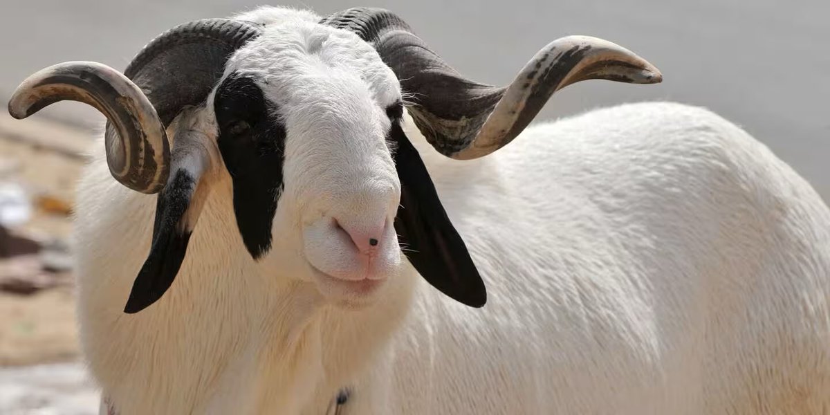 💙꧁𝔈𝔩~𝘗𝓲𝘉è~𝕵ℛ𓃵꧂❤️🦁🇸🇳 tweet media