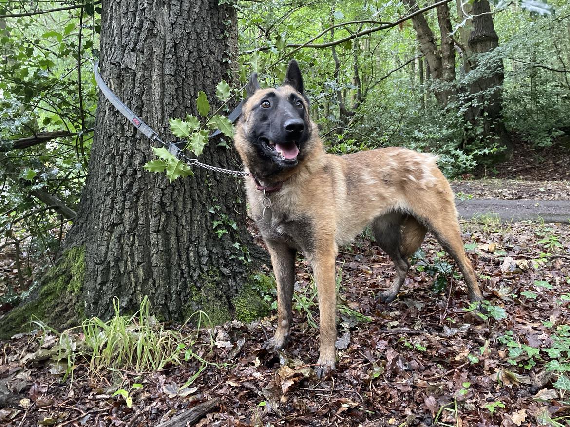 German Shepherd Rescue Elite ( GSRE ) tweet media