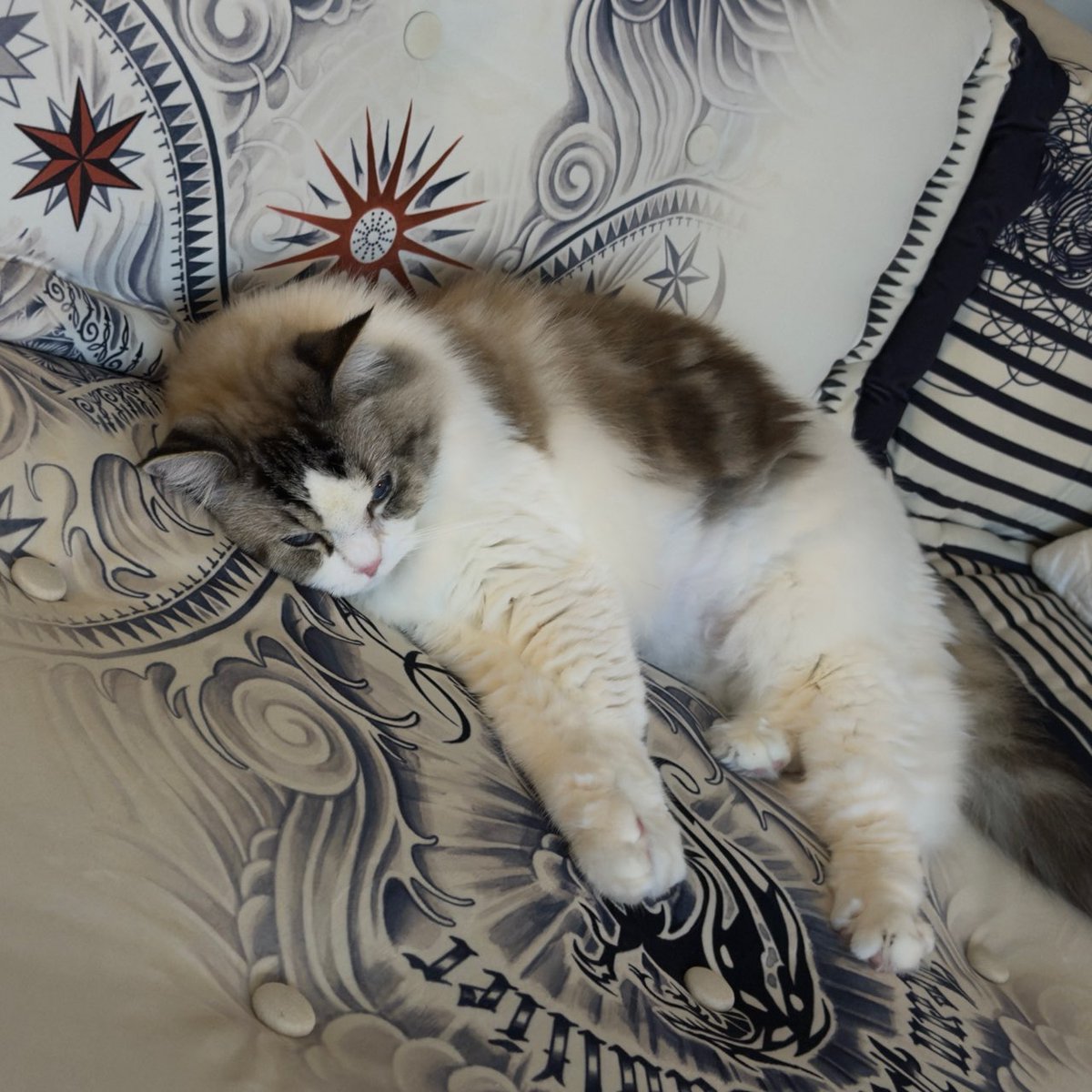 キラリ✨คุนนู๋น้องลูกเน้กโกะจัง🐈👑✨ tweet media