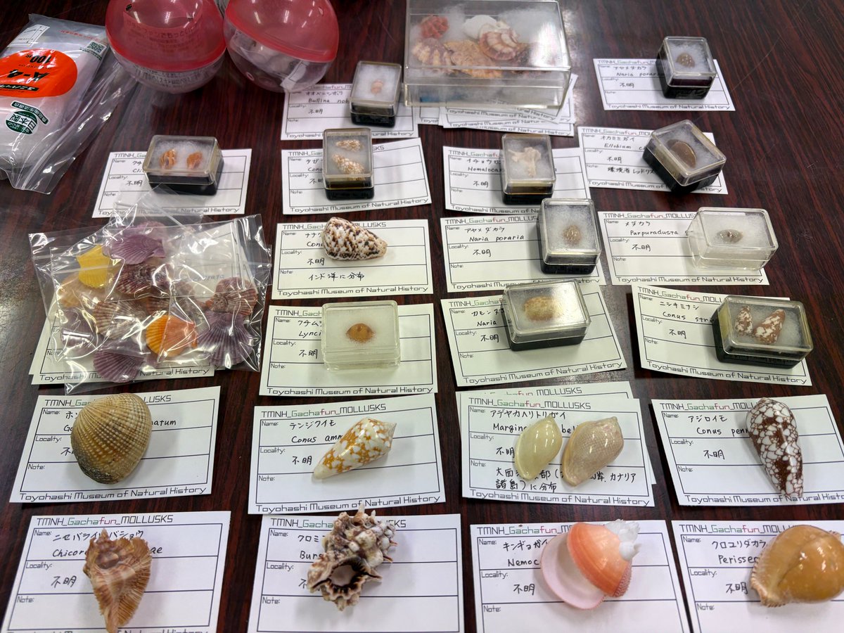 豊橋市自然史博物館 tweet media