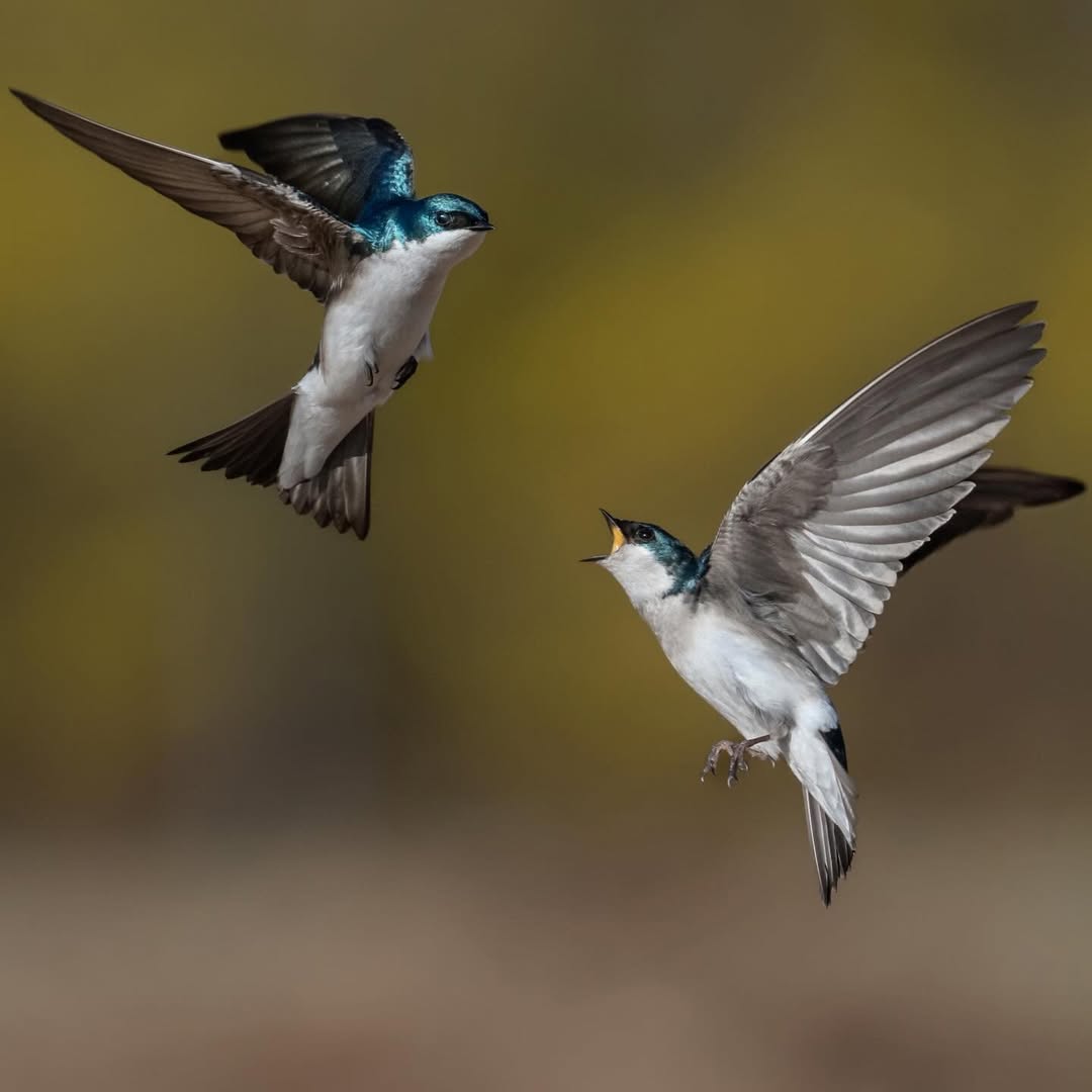 Miraj Mustafa tweet media