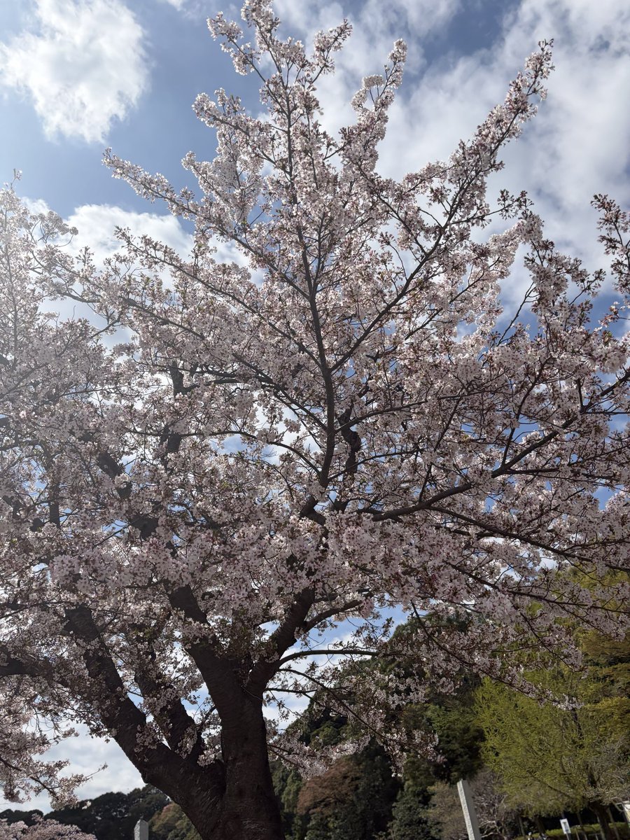 Ryon_73's tweet photo. おとといの桜🌸

今週もありがとうございました♪
次回14日金曜11時からです☺︎☺︎
@melt_rich08 https://t.co/9DBiIDMp2j