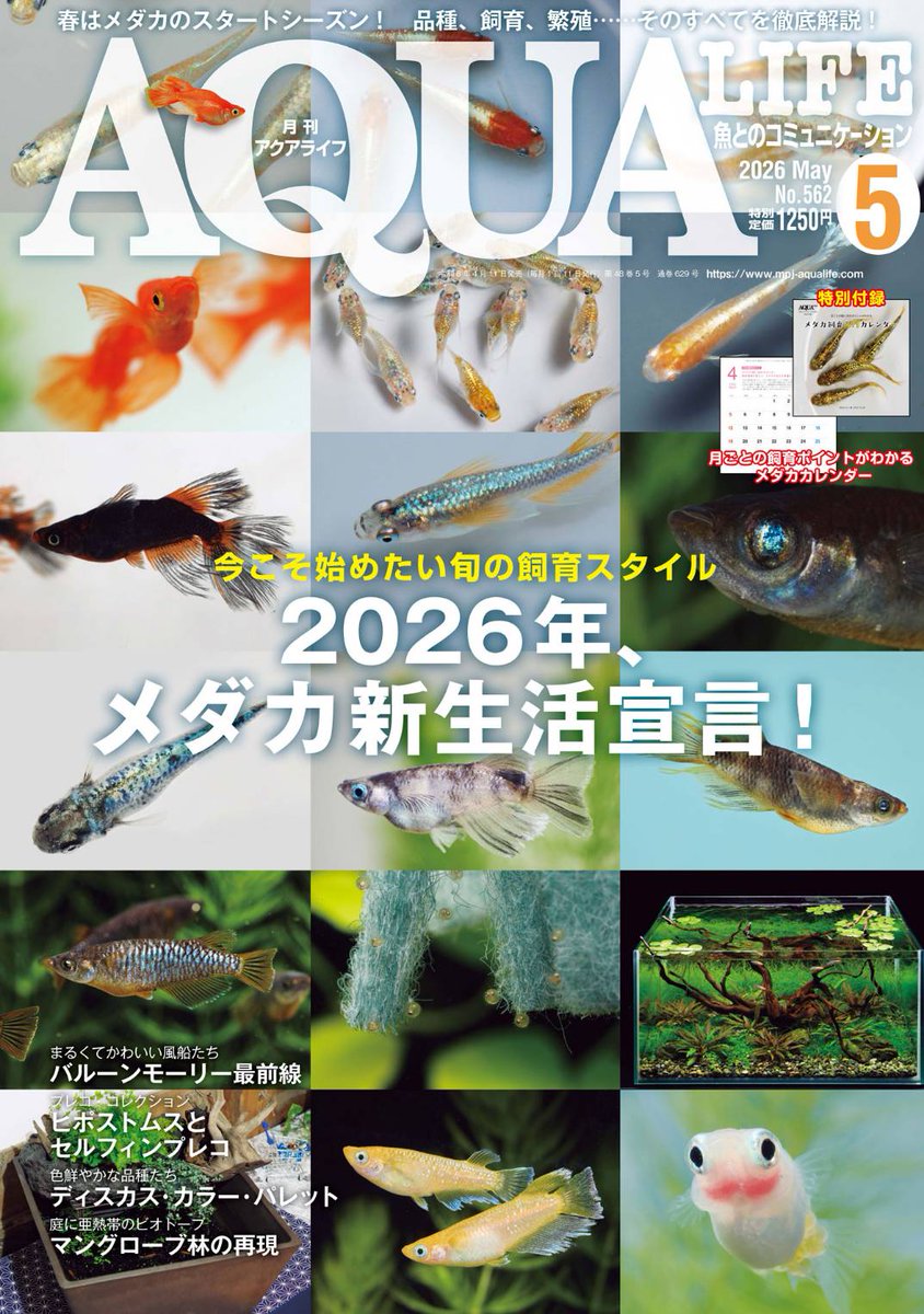 本日発売】アクアライフ5月号、本日発売！ 特集「メダカ新生活宣言
