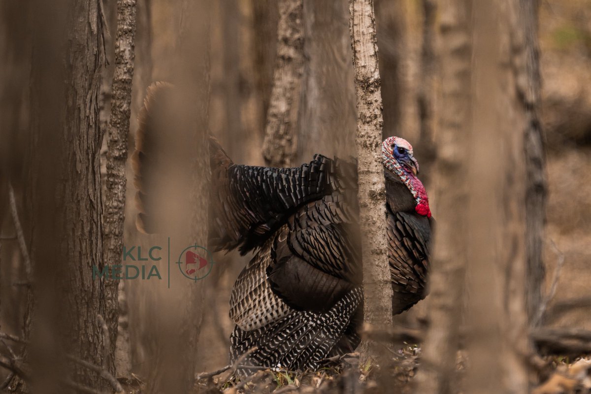 kcamp3's tweet photo. Find me a cooler critter than the wild turkey. I dare ya. https://t.co/HXNS4tYJks