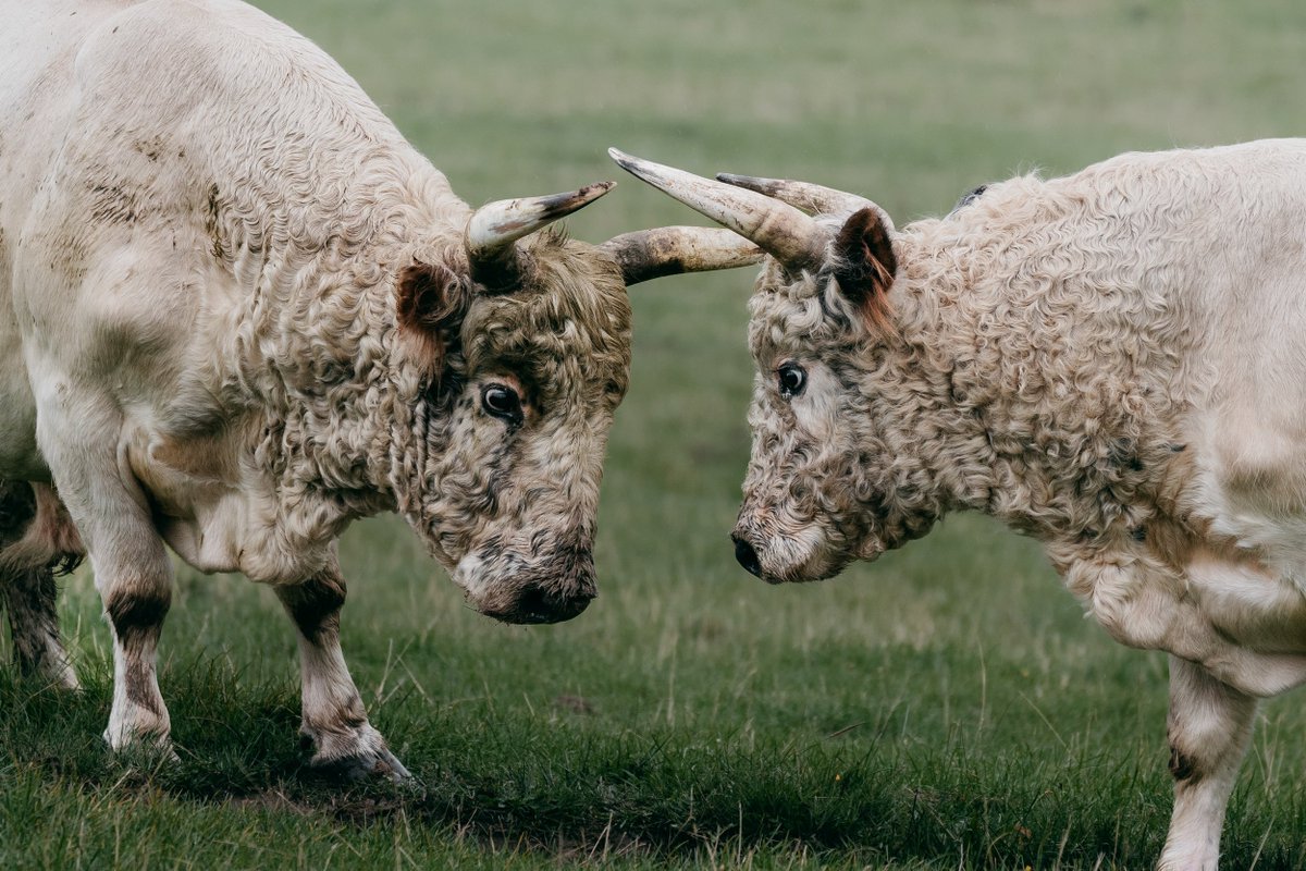 Sama Hoole tweet media