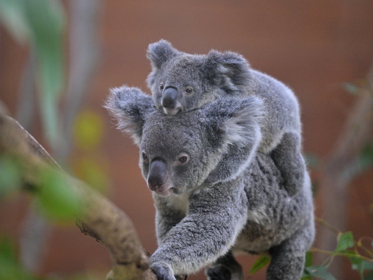 都築英哲 tweet media