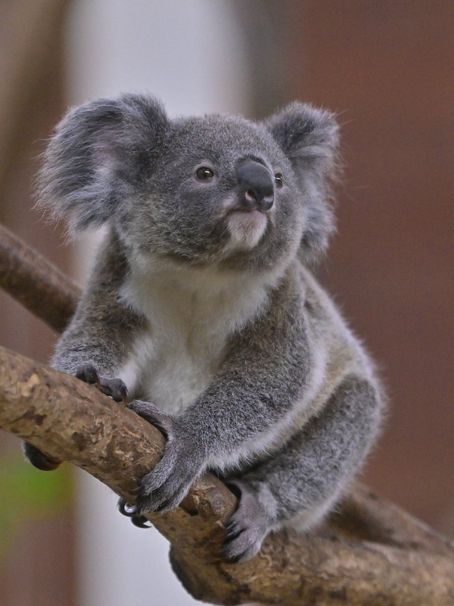 都築英哲 tweet media