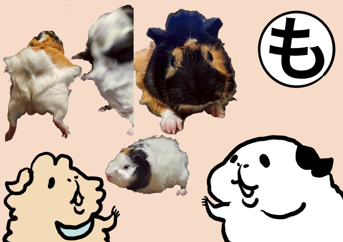 アビシニアンのこむぎとキングと下僕 tweet media