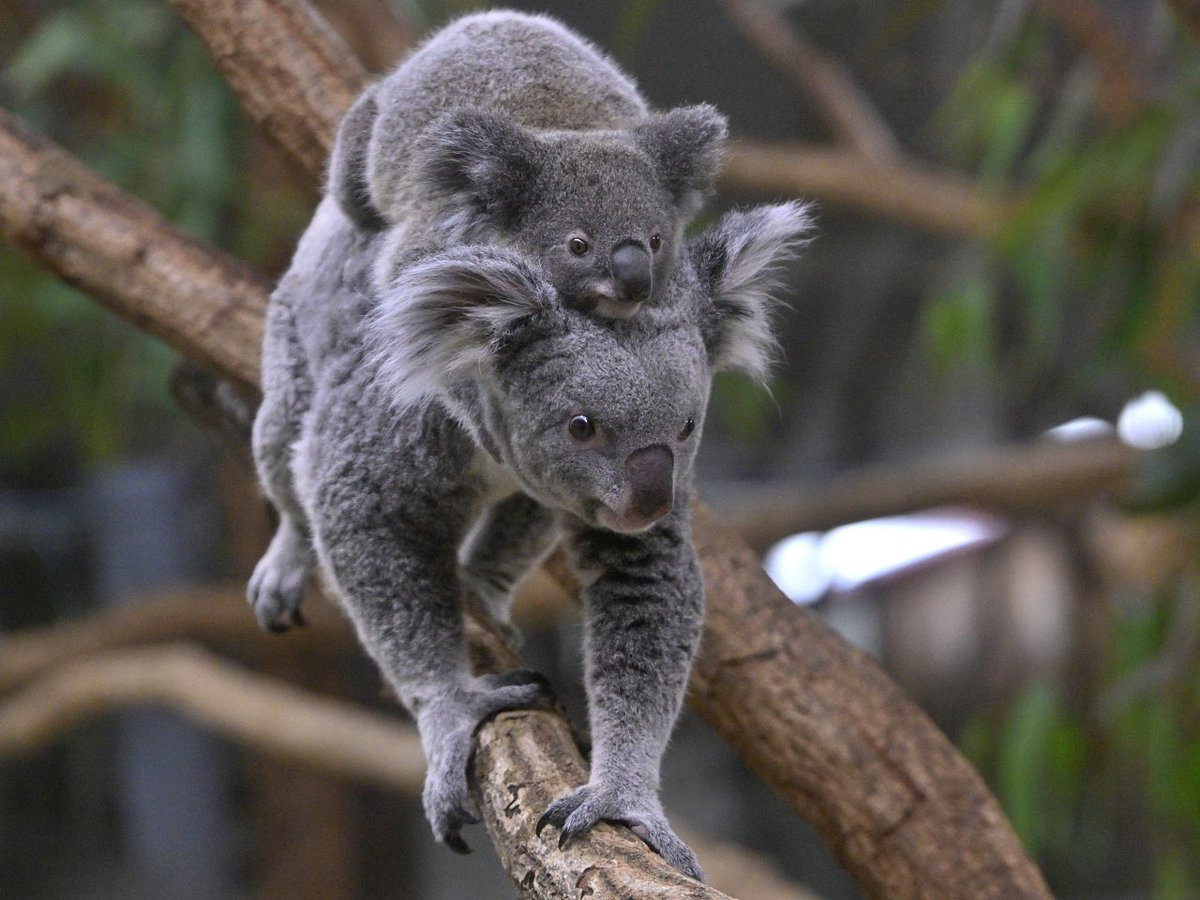 都築英哲 tweet media