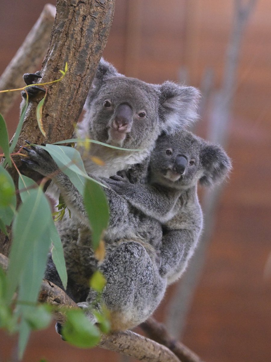 都築英哲 tweet media