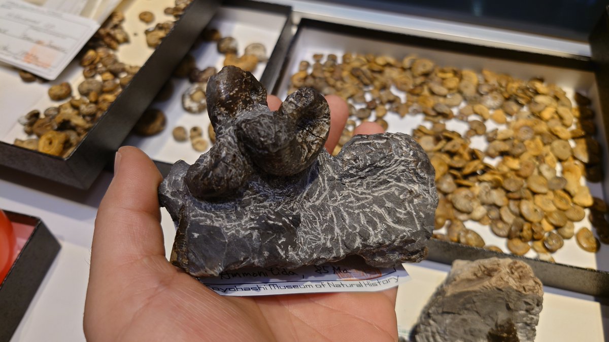 豊橋市自然史博物館 tweet media