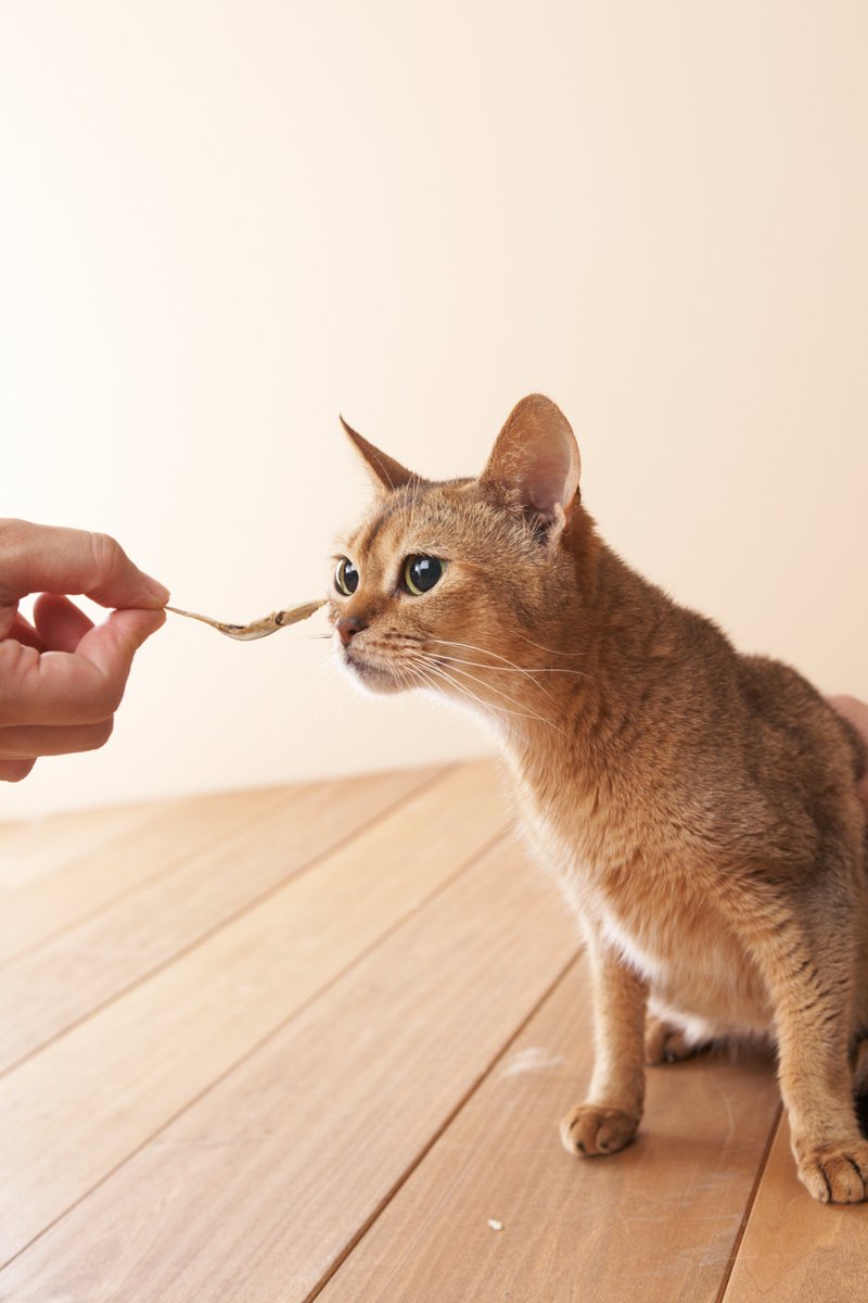 ペット用品通販会社｜PEPPY公式アカウント tweet media