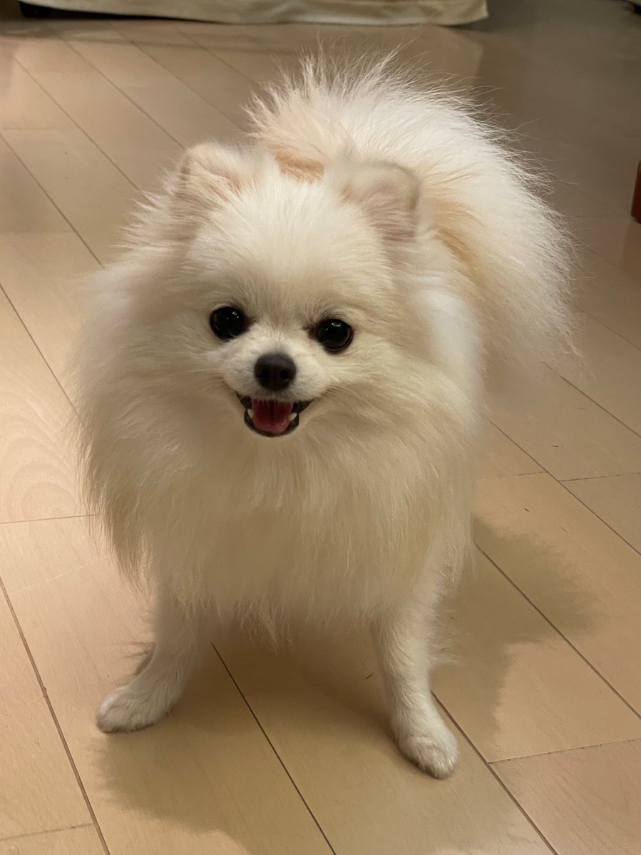 ポメラニアンのえま🐶🍼‎🤍 tweet media