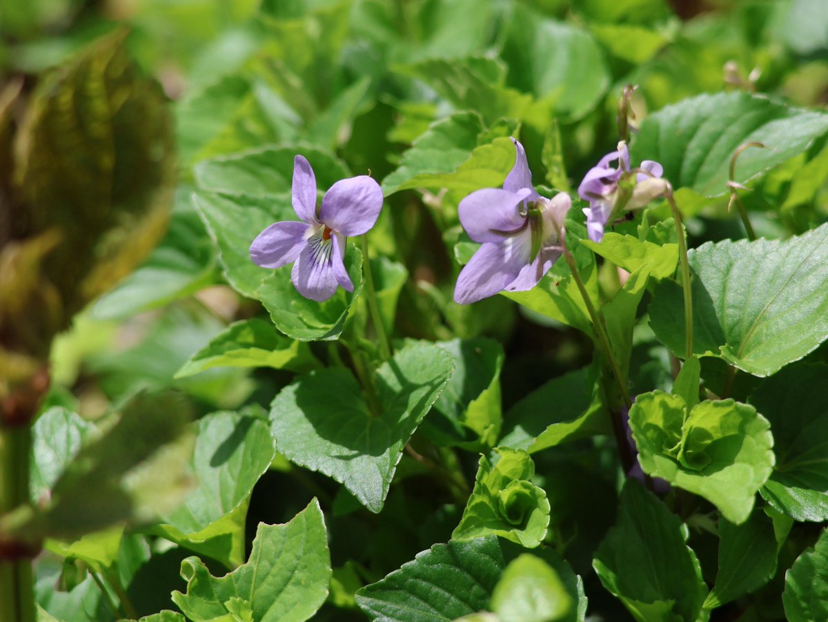 🎐🌻ゆーひん🌻🎐 tweet media