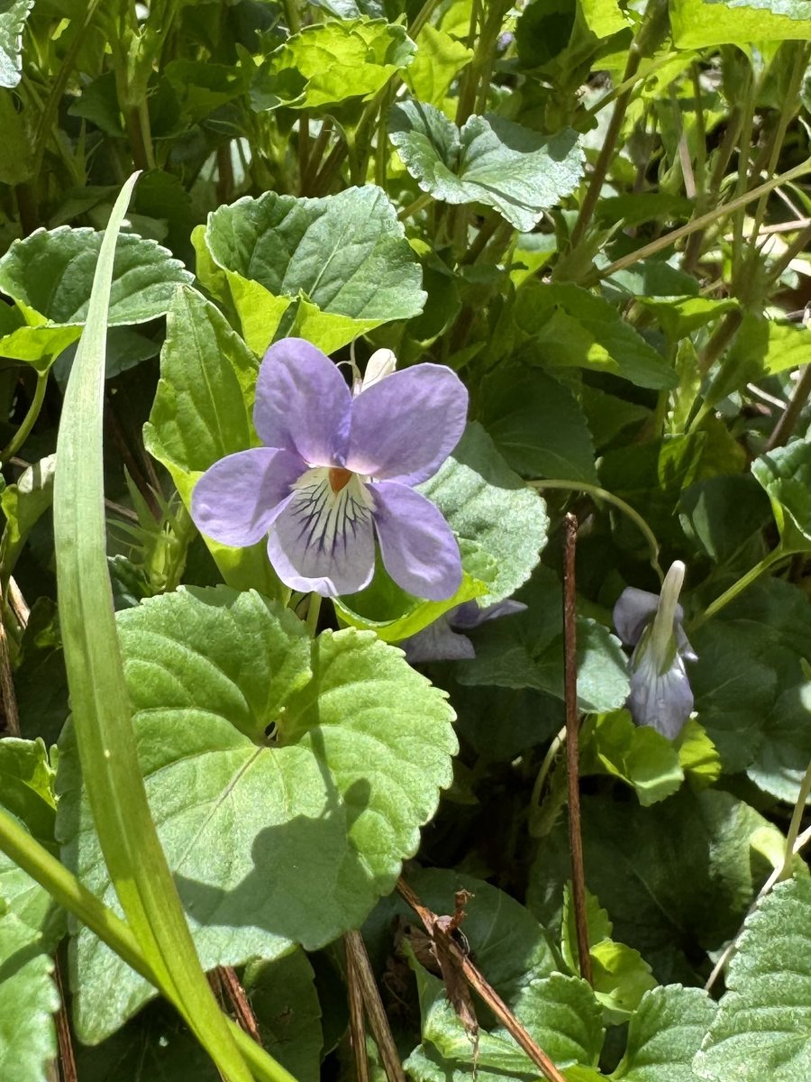 🎐🌻ゆーひん🌻🎐 tweet media