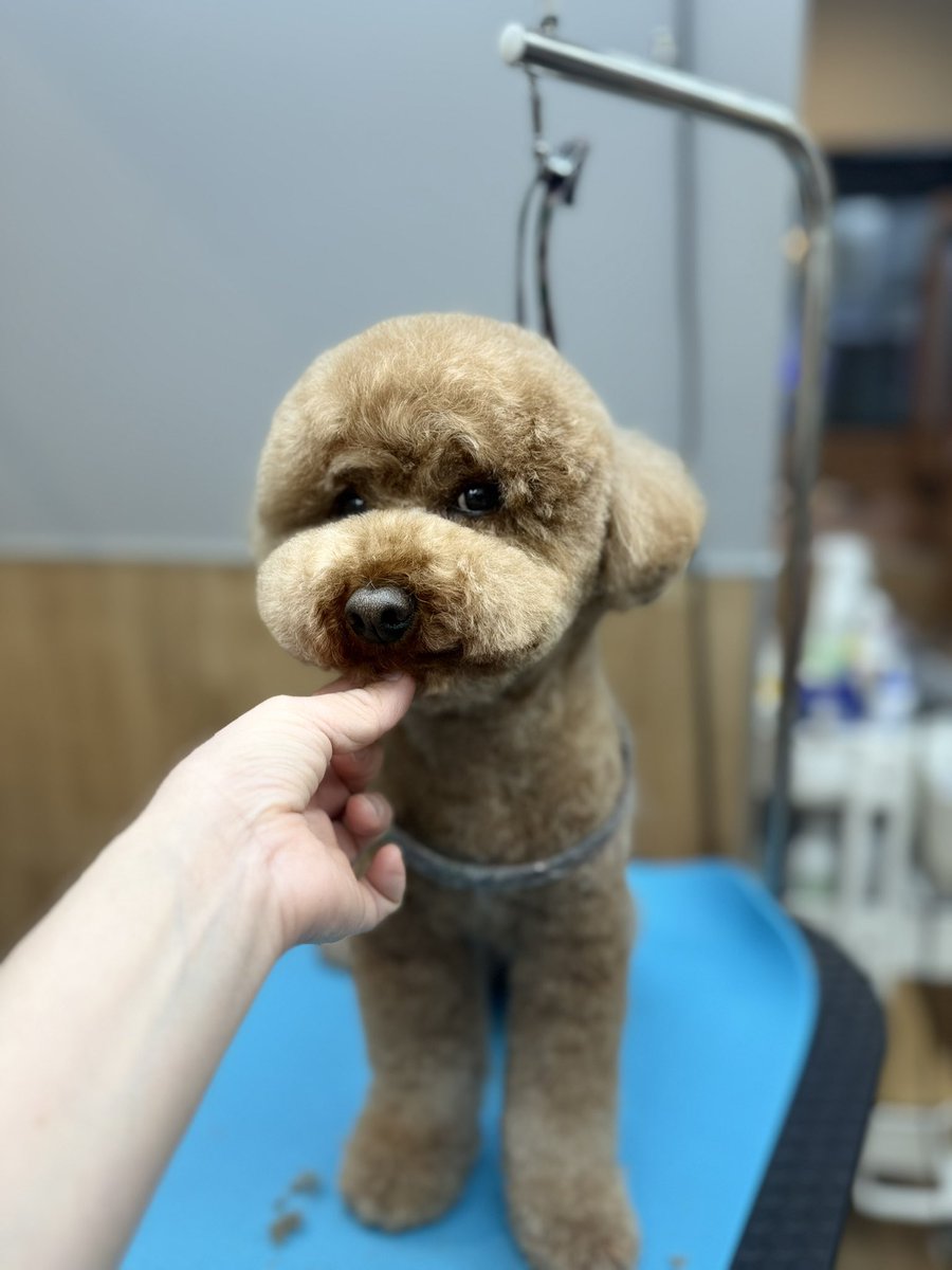 poochies11's tweet photo. くま🧸on くま🧸

(終わったら　クマに乗せられた  ぼく)

#POOCHIES #プーチーズ #プードル #トリミング #ペットサロン #大鳥商栄会  #目黒 #下目黒 #tokyo #japan #dog #grooming #doglife #doglover #cutepet https://t.co/zNIDbegWdL