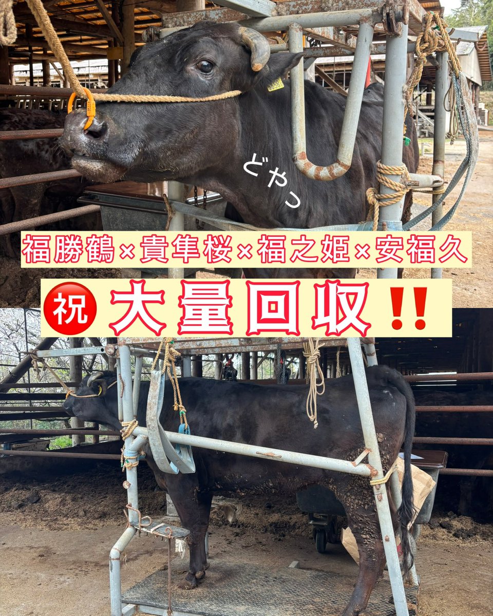 _cattle0066's tweet photo. 久しぶりの大量回収🙌✨
福勝鶴×貴隼桜×福之姫×安福久 https://t.co/NERt4ZenAa