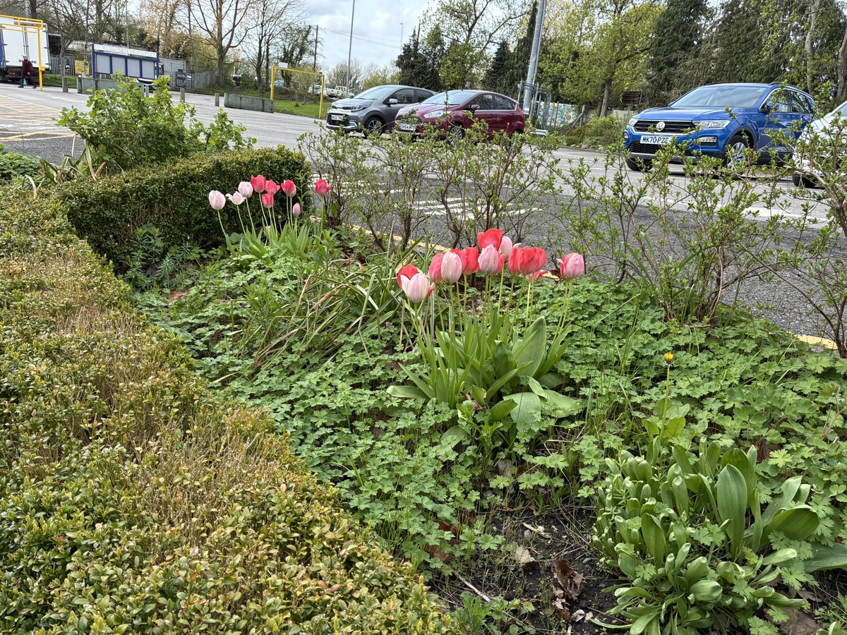 FoRoseHillStation tweet media