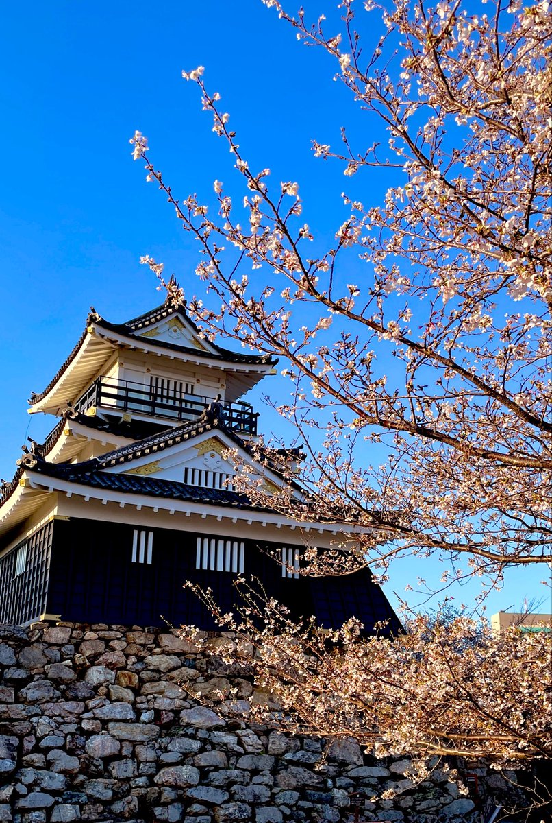evergreen_ssw's tweet photo. 今年はたくさんサクラを見たよ
こちらは久しぶりの浜松城公園
4/2の様子 https://t.co/dt58ksS7va