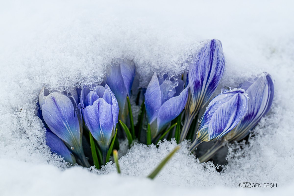 Özgen BEŞLİ tweet media