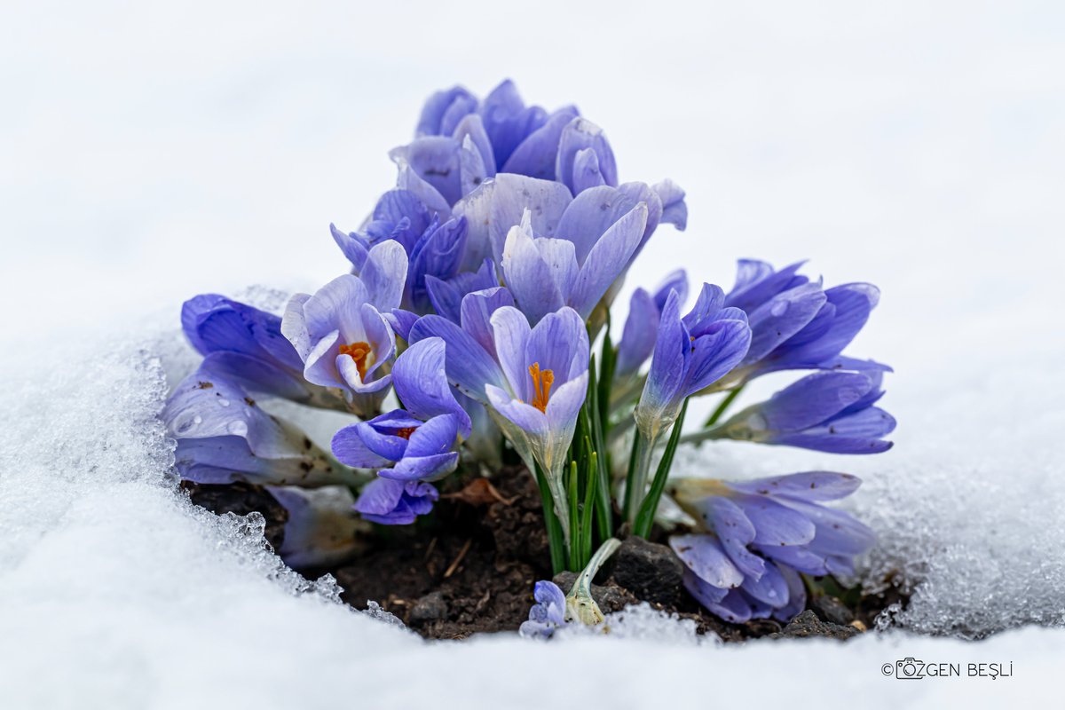 Özgen BEŞLİ tweet media