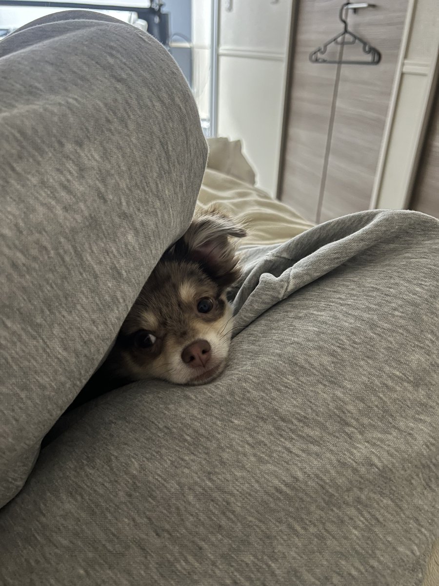 むぎむぎざうるす tweet media