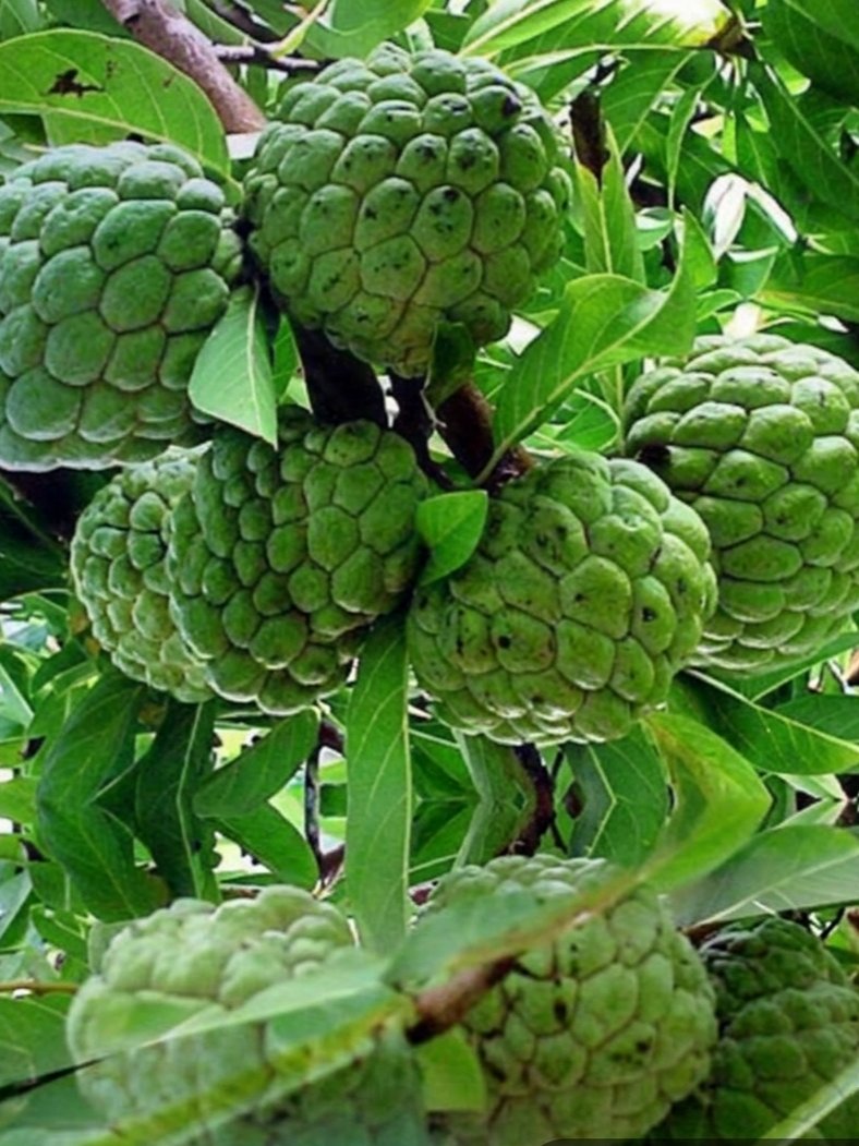 Farouq Hydra🦅 tweet media