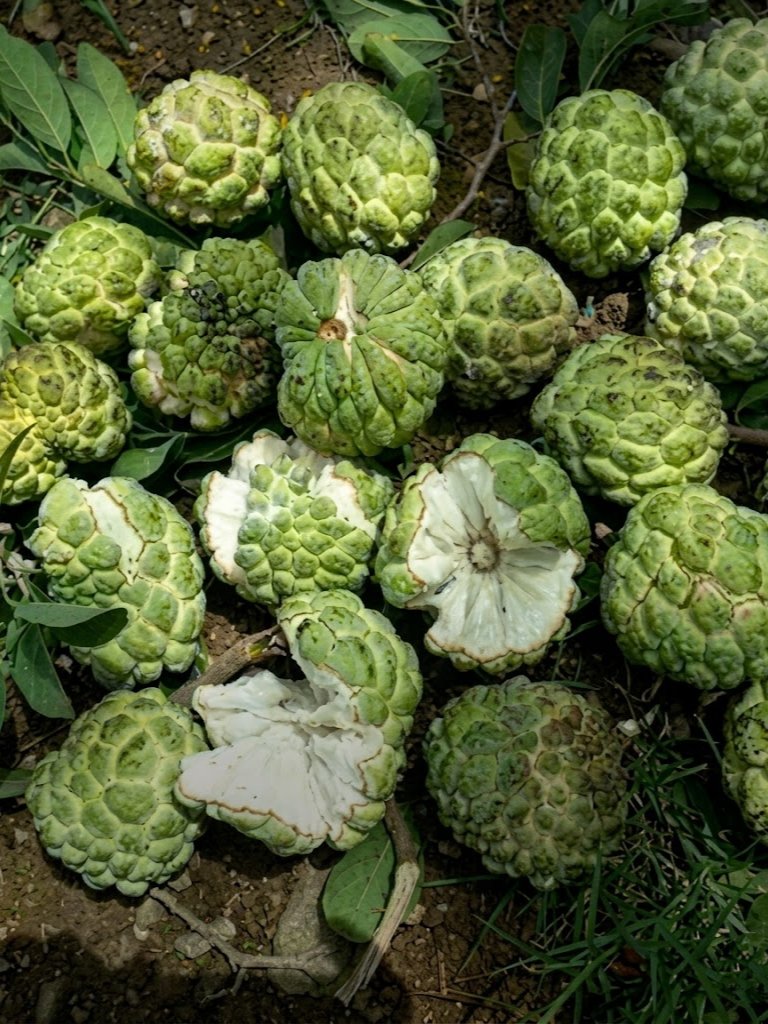 Farouq Hydra🦅 tweet media