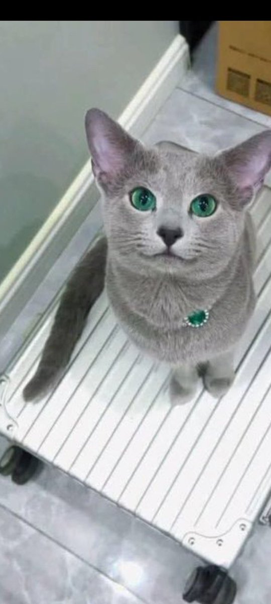 Cat Cat (@CatCatt78) / Posts / X